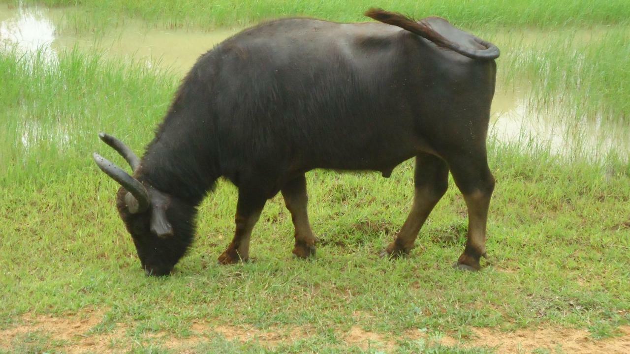 Heina Nature Resort - Eco Home And Yala Safari 카타라가마 외부 사진