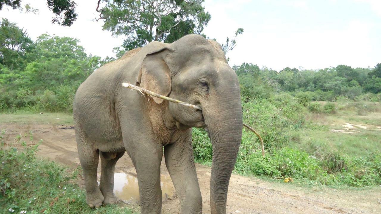 Heina Nature Resort - Eco Home And Yala Safari 카타라가마 외부 사진