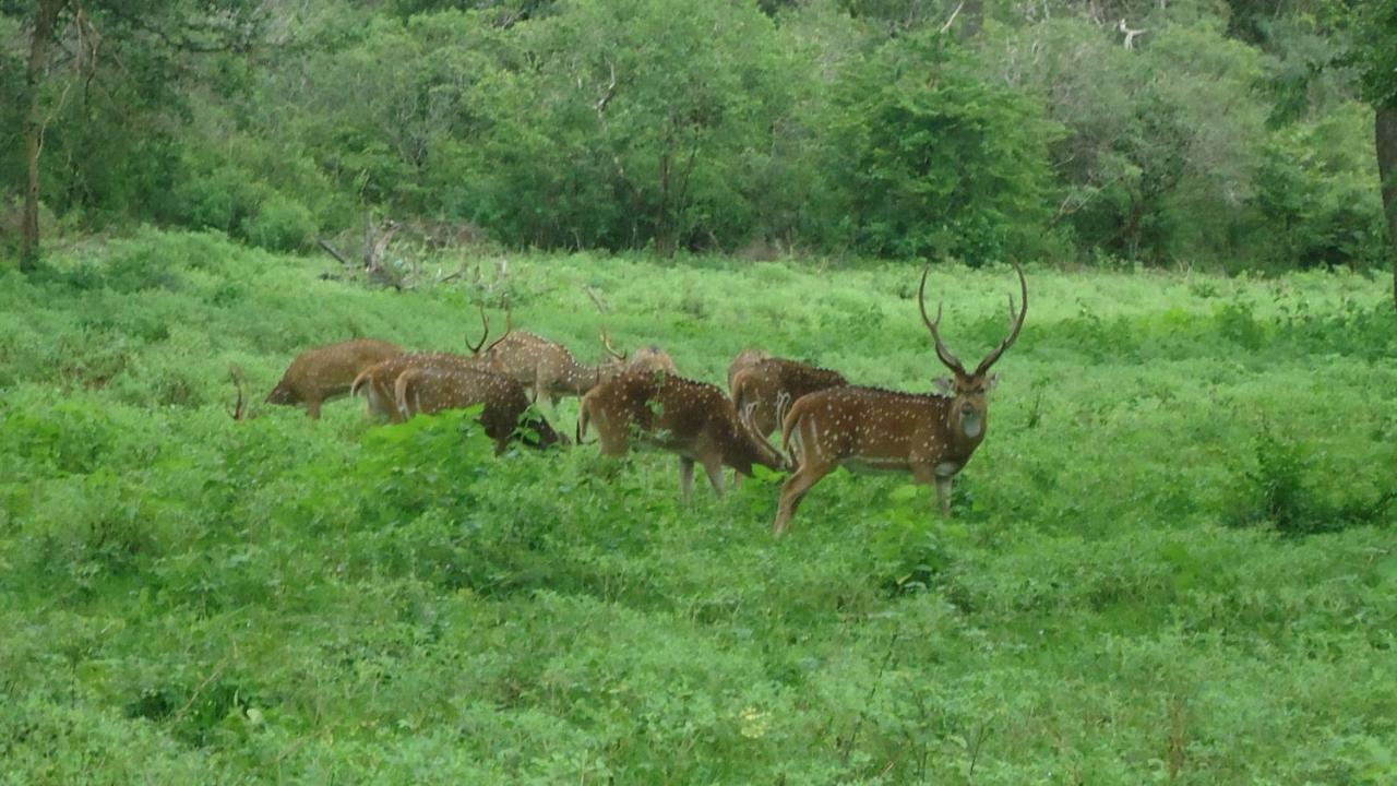 Heina Nature Resort - Eco Home And Yala Safari 카타라가마 외부 사진